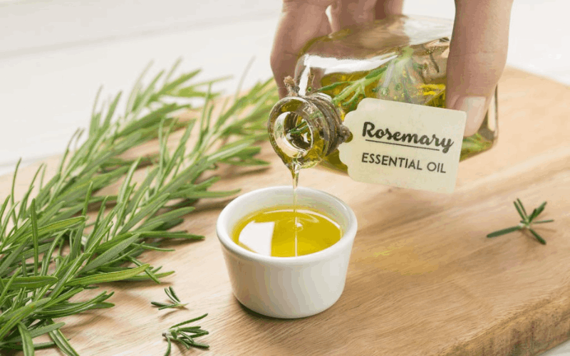 rosemary oil for hair and beauty benefits 