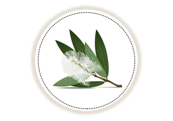 Kajuput leaves and flower on a white background