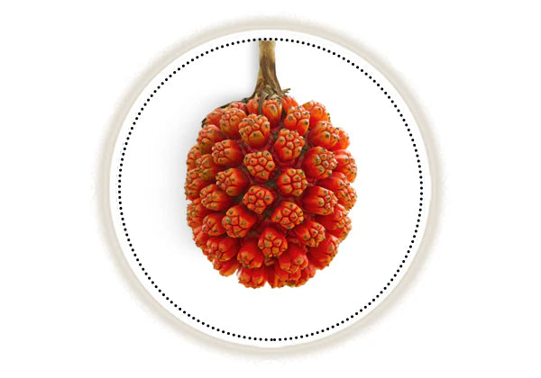 Screwpine or Kewra fruit on white background