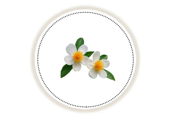 white nagkesar flowers
