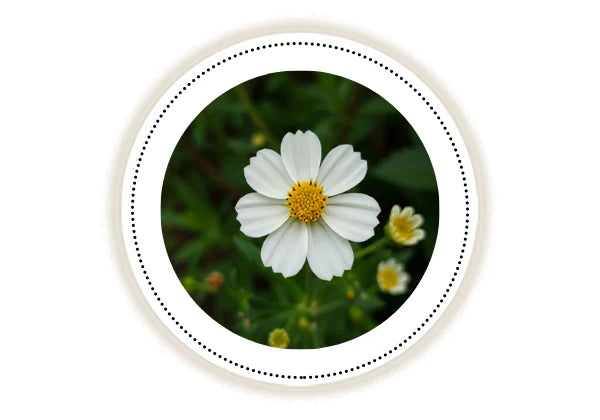 White nargis flower