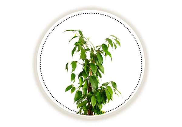 Pakhad tree on a white background 