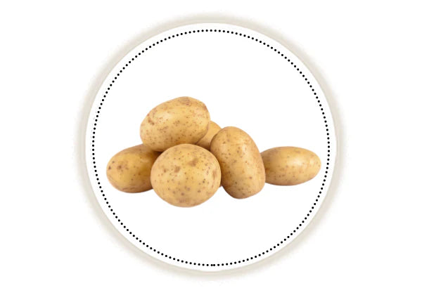 Potatoes on a white background