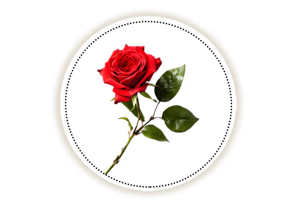 rose on a white background
